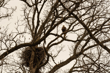 Bald Eagle Perched On A Branch Near Her Nest In De Pere, Wisconsin