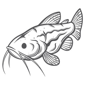 Synodontis Eupterus Illustration, Featherfin Squeaker