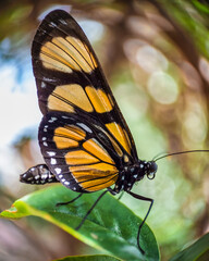 Garden butterfly. Macrophotography of a butterfly of the species Methona themisto