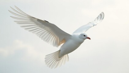 Fototapeta premium Crisp white feathers against stark white, soft light, soft, minimal, stock photo