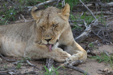 Relaxing Lion in Natural Habitat