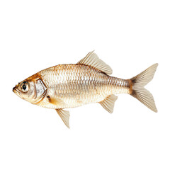 Fototapeta premium Single freshwater fish isolated on studio shot fin sea tail lake pond life on transparent background