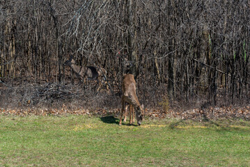 White-tailed Deer Feeding On Corn Provided For Them In An Urban Field In Wisconsin In Spring