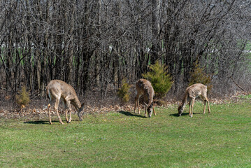 White-tailed Deer Feeding On Corn Provided For Them In An Urban Field In Wisconsin In Spring