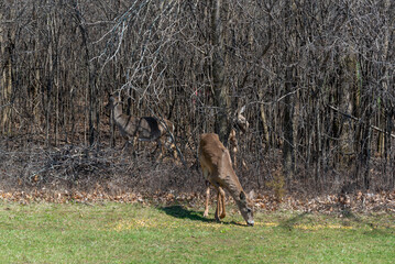 White-tailed Deer Feeding On Corn Provided For Them In An Urban Field In Wisconsin In Spring