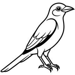 Obraz premium Minimal Indian Roller Vector on White