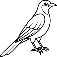 Obraz premium Minimal Indian Roller Vector on White