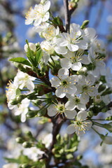 apple tree blossom