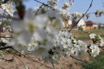 cherry tree blossom