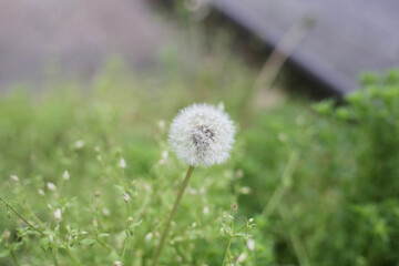 White and fluffy Dandelion flower (Taraxacum officinale)