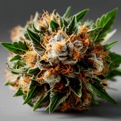 Detailed Cannabis Nugget under Professional Lighting