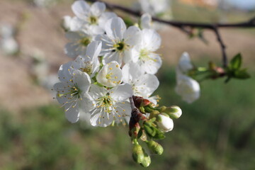 cherry tree blossom