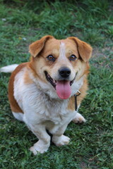 golden retriever dog