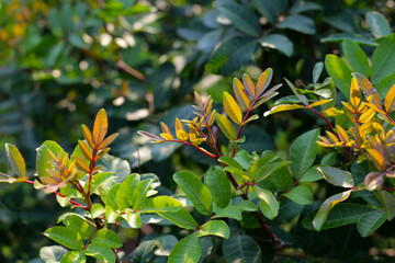 Brazilian peppertree (schinus terebinthifolia) in the garden