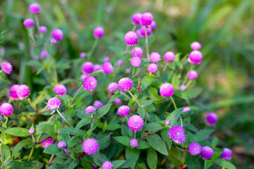Globe amaranth pink flower or bachelor button flower