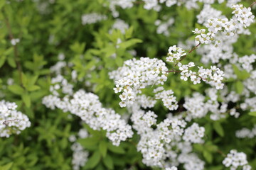 White flowers of Thunberg spirea in Japan park