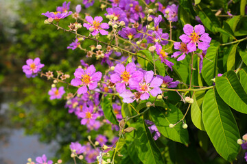 Lagerstroemia speciosa, Queen's crape myrtle , Pride of India.