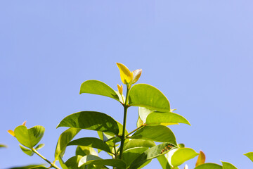Fresh green leaves of garcinia cowa (Garcinia Cowa Roxb)