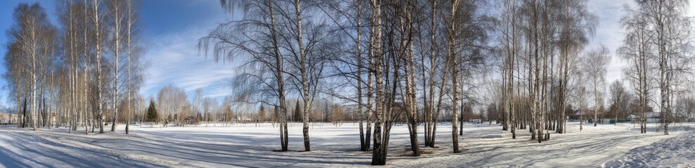 Panoramic view of a winter landscape with birch trees in the park