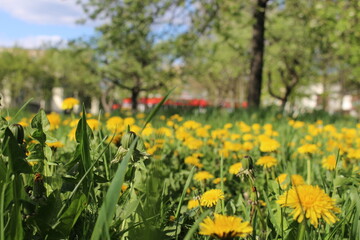 Fototapeta premium field of yellow tulips