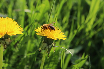 bee on a dandelion