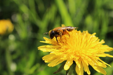 bee on a dandelion