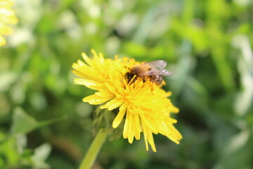bee on dandelion