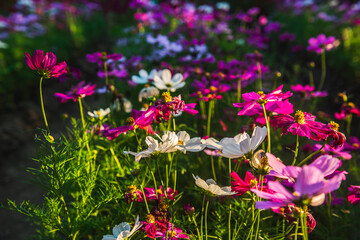 Bed of cosmos flowers | Cosmos bipinnatus