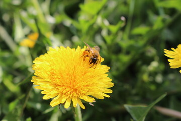 bee on dandelion