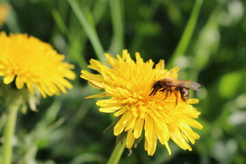 bee on dandelion