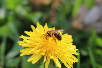 bee on flower