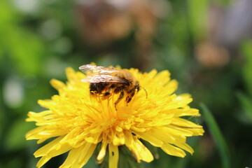 bee on yellow flower