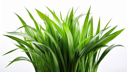 Fototapeta premium lush green grass plant with vibrant leaves isolated on white background
