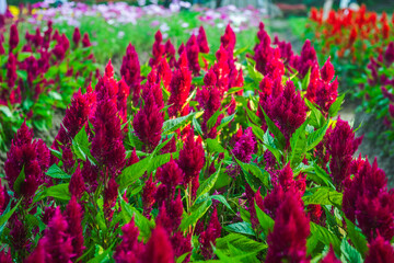 Bed of Silver Cockscomb flowers | Celosia argentea