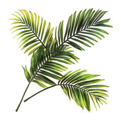 Vibrant green tropical palm fronds isolated on lush leaf stem dark plant on transparent background
