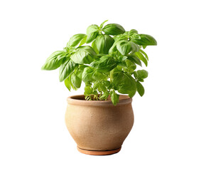 Naklejka premium Fresh green basil plant in terracotta pot isolated on herb food spice on transparent background