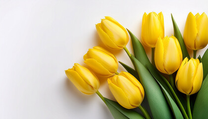 yellow tulips on white background