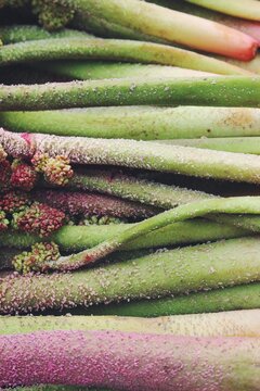 green and purple roots of Rheum ribes , syrian rhubarb 