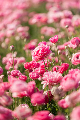 pink flowers