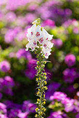 Obraz premium Foxglove Flower
