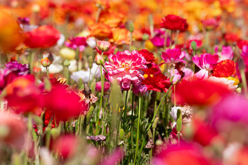 Fototapeta premium Field of Flowers