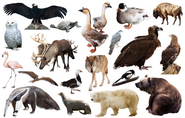 collection of different birds and mammals from north america isolated on white background.