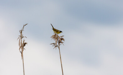 Male common yellowthroat perched atop a reed