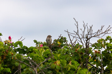 Sond sparrow on a bush