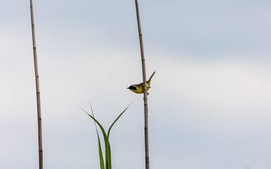 male Common Yellowthroat perched on a reed.