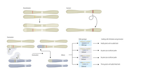 Genome editing in plants