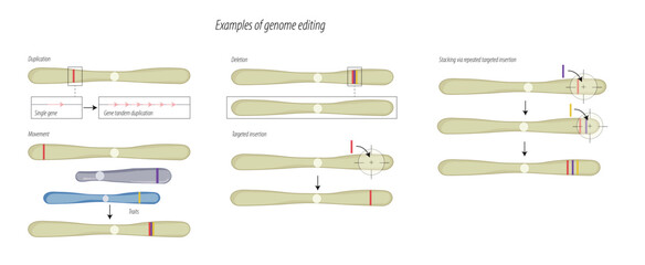 examples of genome editing