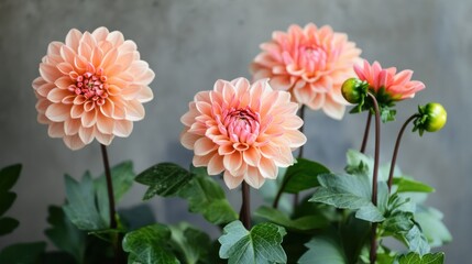 Fototapeta premium Peach Dahlias Blooming in Pot, Grey Background, Gardening