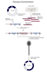 cloning in cosmid vector