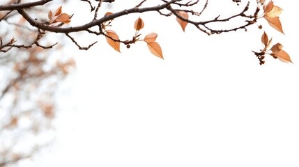 Bare tree branches with faded leaves against a soft white backdrop